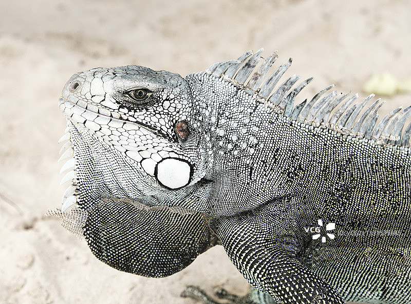 绿鬣蜥（Iguana iguana）肖像，法属瓜德罗普圣安娜图片素材