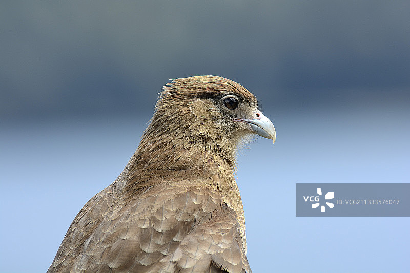 阿根廷黑河省圣卡洛斯-德巴里洛切的棕灶鸟肖像图片素材