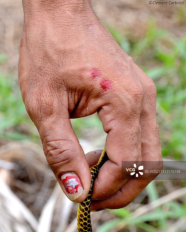 被咬伤的蛇，彼得氏眼镜蛇，菲律宾保和岛游戏图片素材