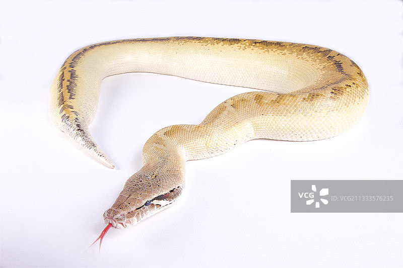 白色背景上的象牙血蟒图片素材