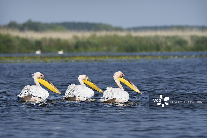 在罗马尼亚多瑙河三角洲水域的白鹈鹕图片素材