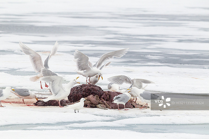 北极冰面上，海鸥（Larus hyperboreus）正在吞食海象残骸，北极熊（Ursus maritimus）已食用完毕。斯匹次卑尔根群岛，斯瓦尔巴群岛，挪威，北冰洋图片素材