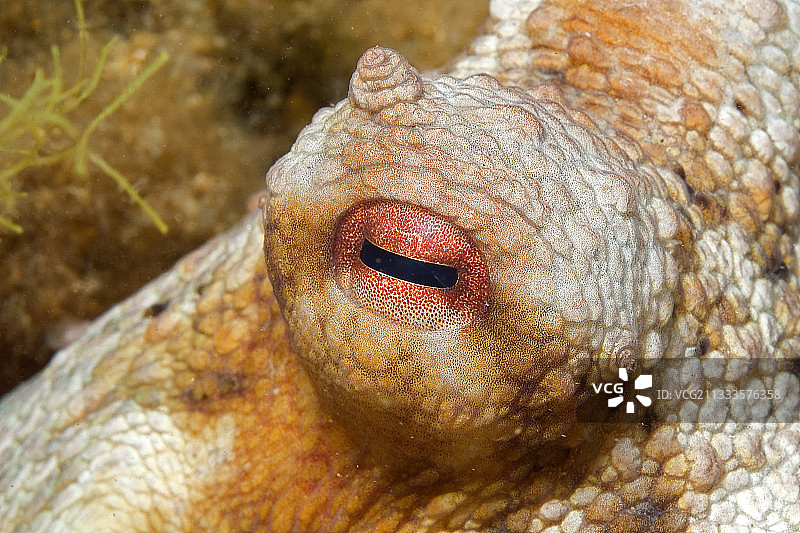 普通章鱼（Octopus vulgaris）的眼睛，地中海图片素材