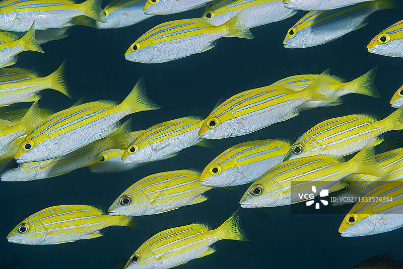常见蓝条鲷鱼群（Lutjanus kasmira）图片素材