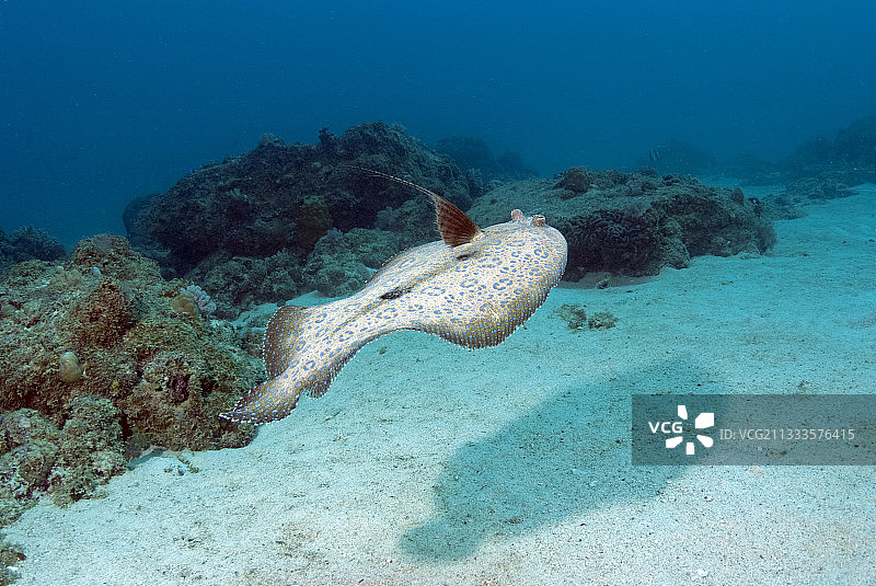 印度洋毛里求斯海床上游动的比目鱼图片素材