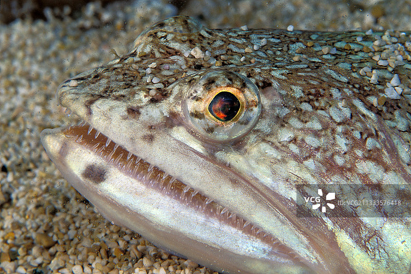 地中海沙地里的大西洋狗母鱼肖像图片素材