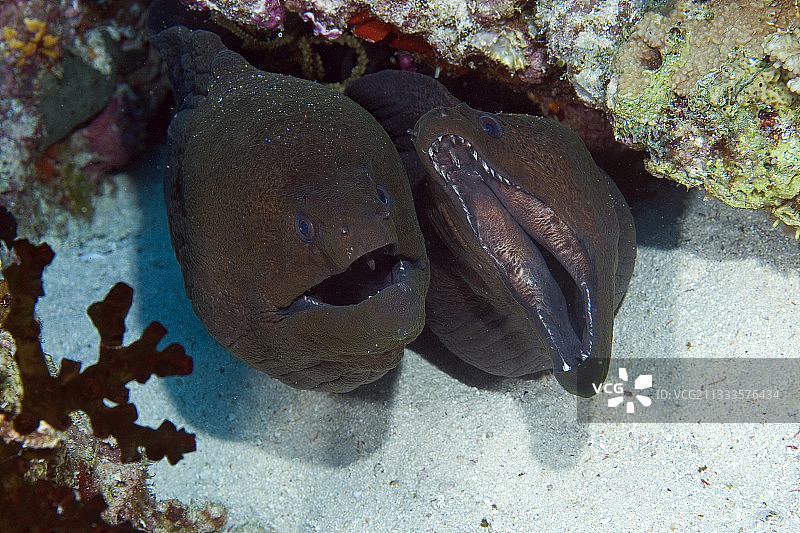 印度洋马尔代夫礁石中的巨型海鳝图片素材