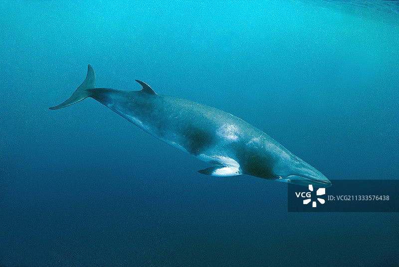 南极小须鲸，澳大利亚大堡礁图片素材