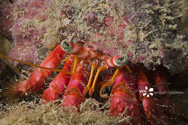 红色的热带寄居蟹肖像图片素材