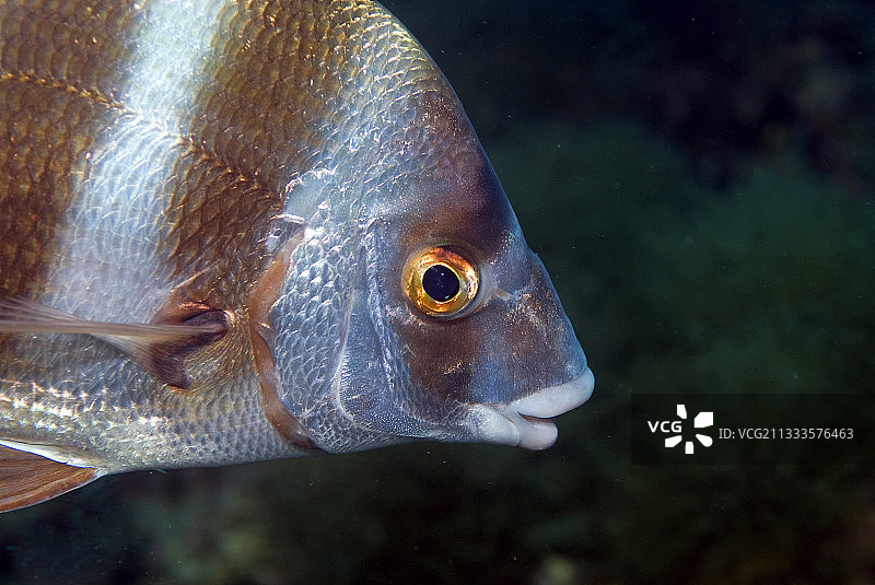 海鲷（Diplodus cervinus）肖像，梅德斯群岛，布拉瓦海岸，加泰罗尼亚，西班牙，地中海图片素材