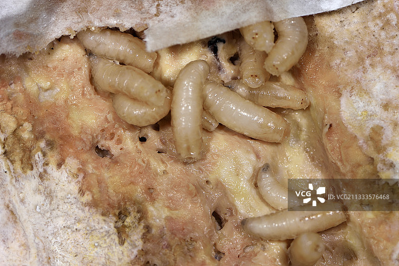 法国老奶酪上的蝇蛆图片素材