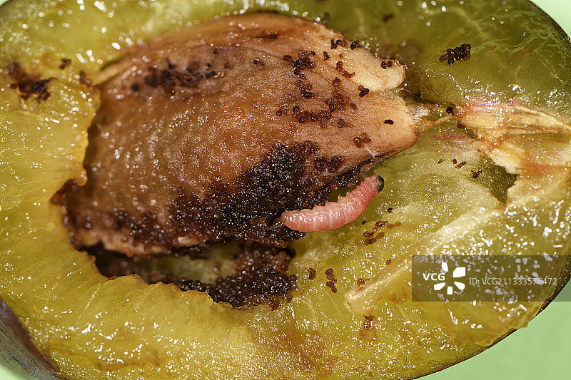 李子果蛾毛虫，位于法国贝尔福果园图片素材