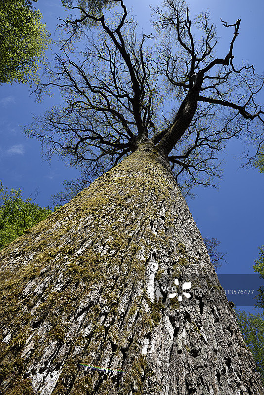 法国森林中的250年英国橡树图片素材