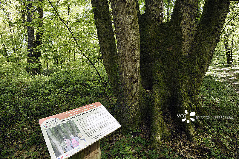 通往六指的树，法国上索恩Contreglise森林中的英国橡树图片素材