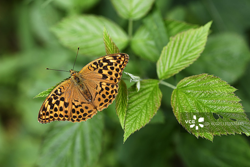 黑绿蛱蝶在法国孚日气球上的荆棘叶上图片素材
