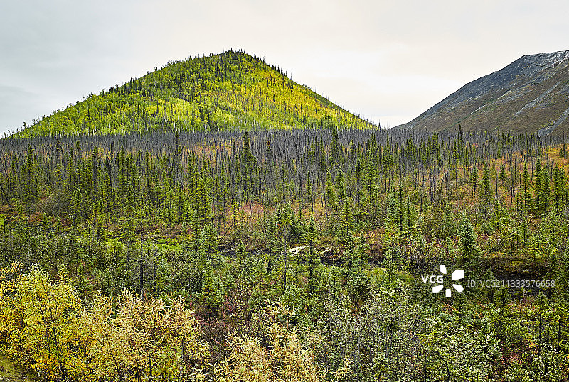 道尔顿公路：从费尔班克斯到普拉德霍湾，阿拉斯加针叶林景观，美国图片素材