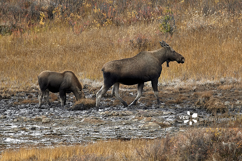 阿拉斯加驼鹿（Alces alces gigas）与幼崽，德纳利公路，美国阿拉斯加州图片素材