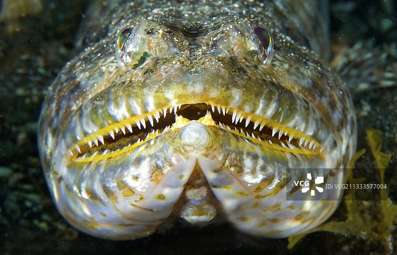 海底的蛇鲻肖像图片素材