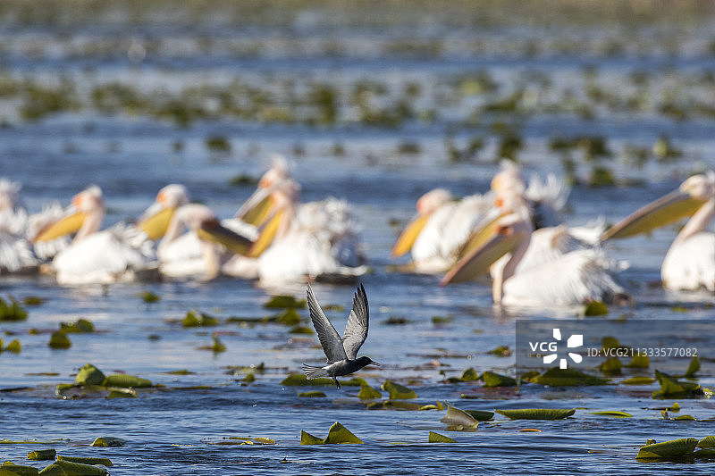 罗马尼亚多瑙河三角洲的黑浮鸥和白鹈鹕图片素材