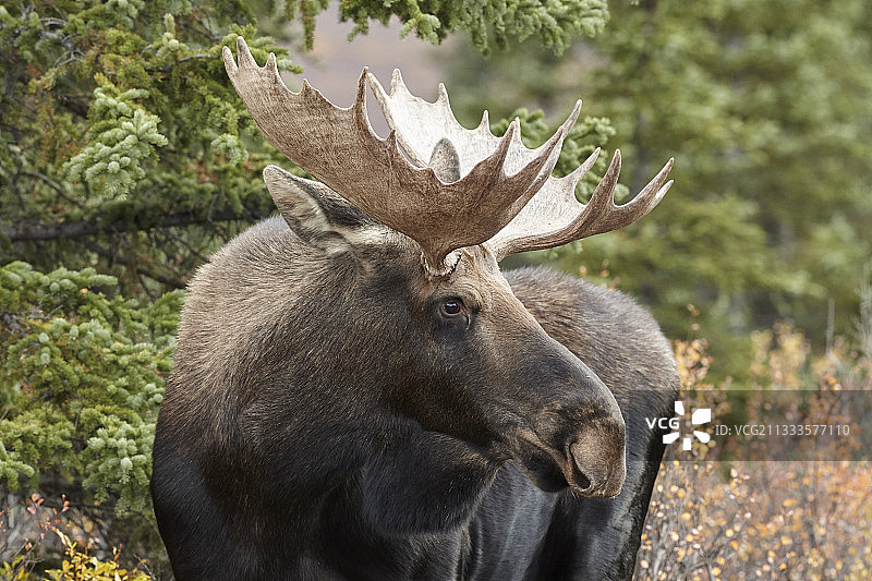 阿拉斯加驼鹿，美国阿拉斯加州德纳里国家公园图片素材