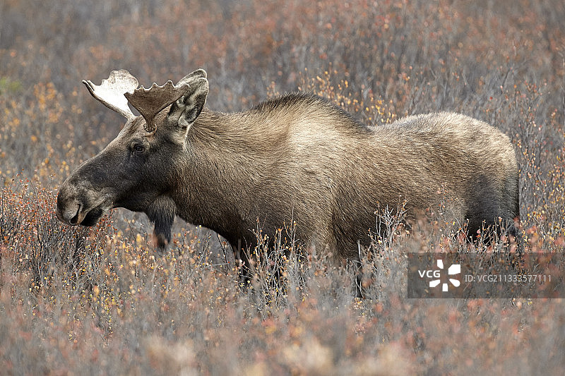 阿拉斯加驼鹿，美国阿拉斯加州德纳里国家公园图片素材