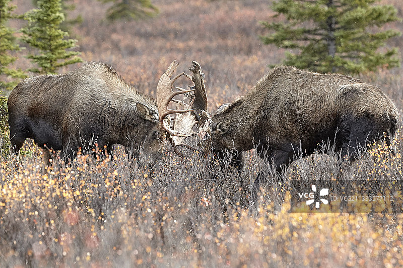 阿拉斯加驼鹿（巨型 subspecies），雄性争斗，美国阿拉斯加州德纳里国家公园图片素材
