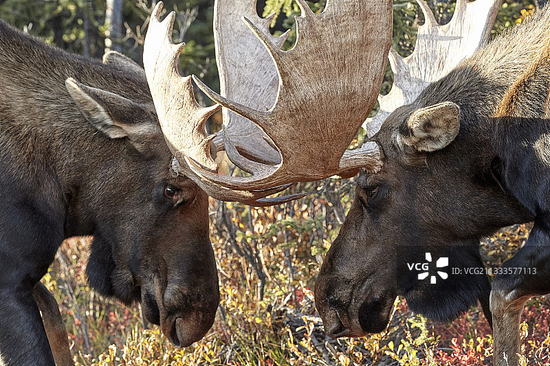 阿拉斯加驼鹿（巨型 subspecies），雄性争斗，美国阿拉斯加州德纳里国家公园图片素材
