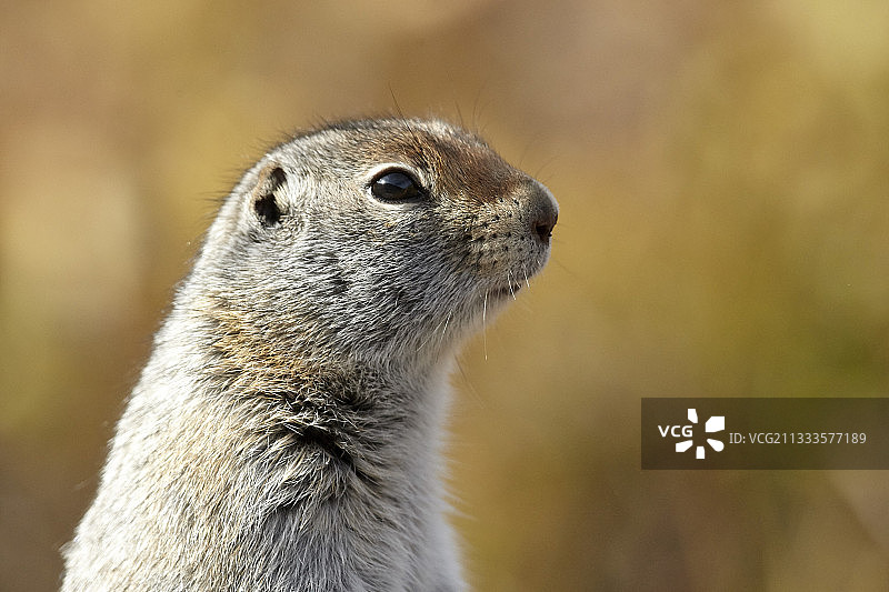 美国阿拉斯加苔原北极地松鼠肖像图片素材