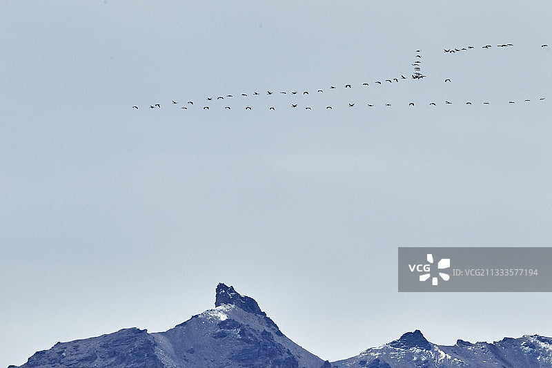 阿拉斯加州德纳里国家公园迁徙飞行中的沙丘鹤图片素材