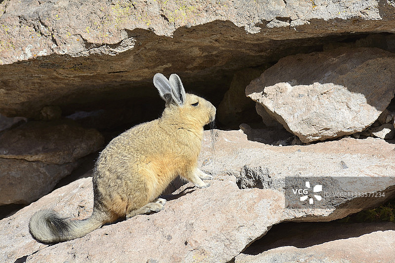阿塔卡马高原的南美栗鼠，智利安托法加斯塔地区图片素材