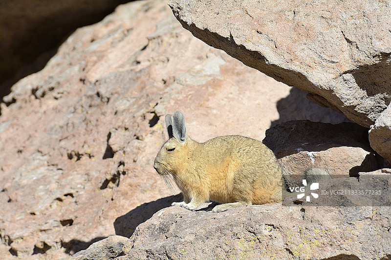 阿塔卡马高原的南美栗鼠，智利安托法加斯塔地区图片素材