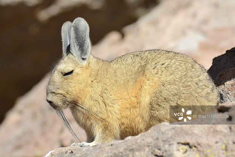 阿塔卡马高原的南美栗鼠，智利安托法加斯塔地区图片素材