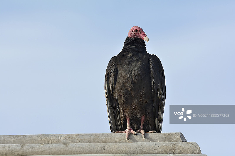 红头美洲鹫（智利科金博大区通戈伊湾Salinas Chicas沼泽）图片素材