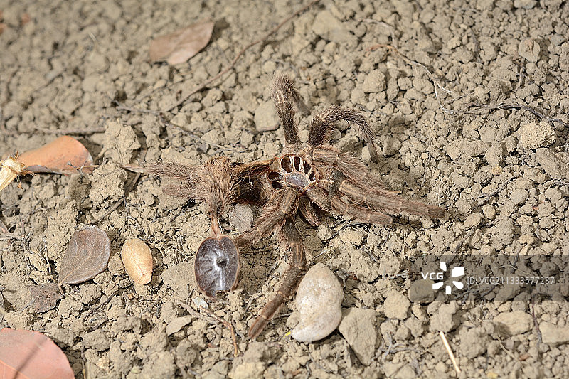 智利玫瑰狼蛛蜕皮图片素材