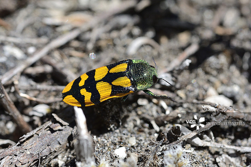 金属蛀木虫图片素材