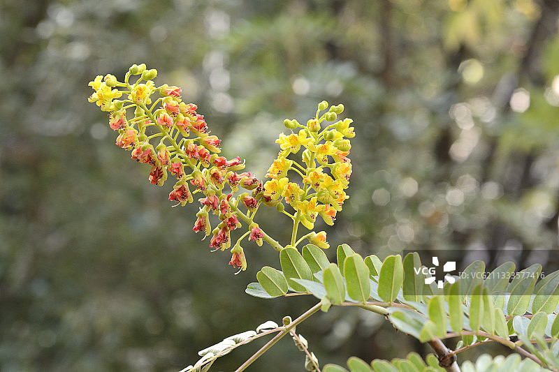 开花的刺槐（Caesalpinia spinosa），来自秘鲁的药用植物，国家植物园，瓦尔帕莱索区比尼亚德尔马，智利图片素材