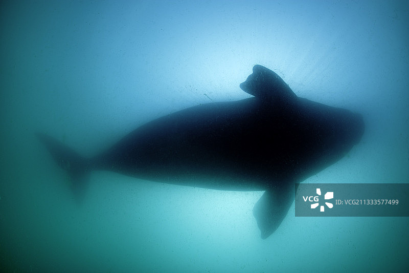 南露脊鲸剪影，阿根廷瓦尔德斯半岛新海湾图片素材