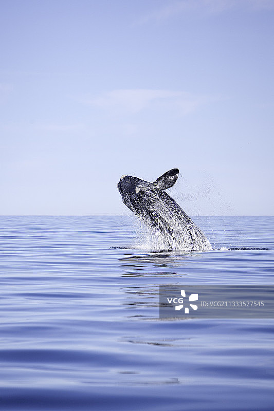 南方露脊鲸跃出水面，世界自然遗产，阿根廷瓦尔德斯半岛新海湾图片素材