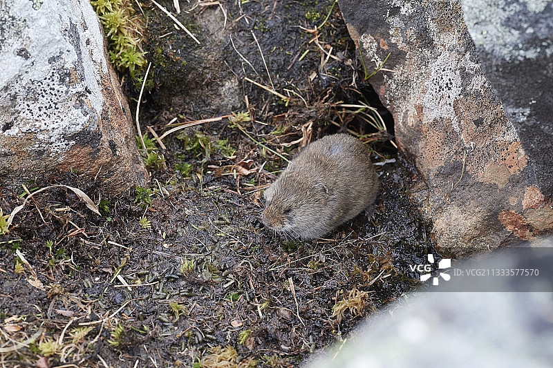 昂加瓦草原旅鼠，加拿大魁北克图片素材