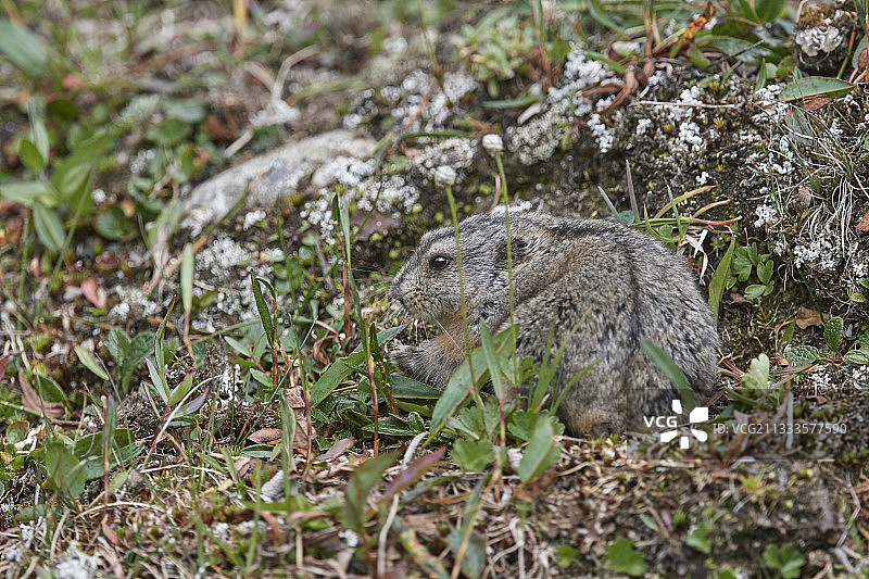 昂加瓦领环颈旅鼠或拉布拉多领环颈旅鼠（Dicrostonyx hudsonius），位于加拿大魁北克省努纳维克的苔原上图片素材