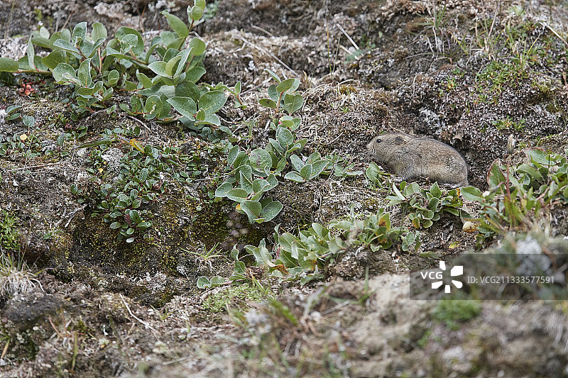 昂加瓦领环颈旅鼠或拉布拉多领环颈旅鼠（Dicrostonyx hudsonius），位于加拿大魁北克省努纳维克的苔原上图片素材