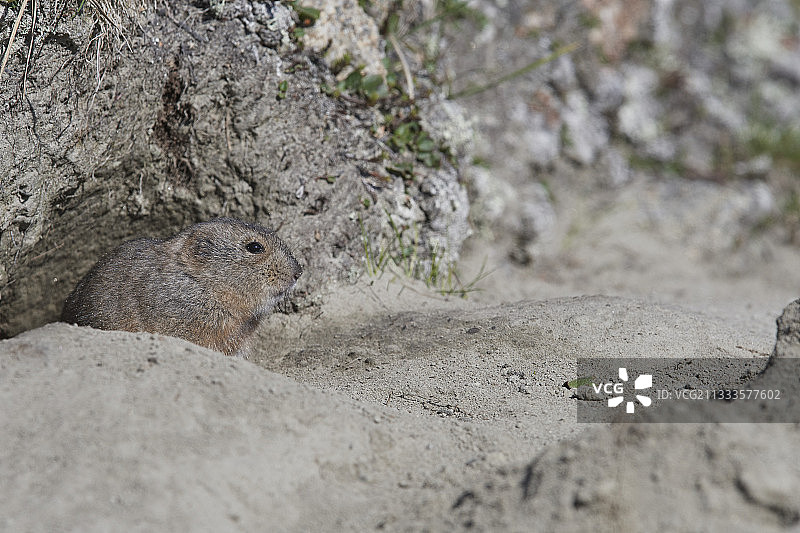 昂加瓦草原旅鼠或拉布拉多草原旅鼠（Dicrostonyx hudsonius），位于加拿大魁北克努纳维克的洞穴入口图片素材