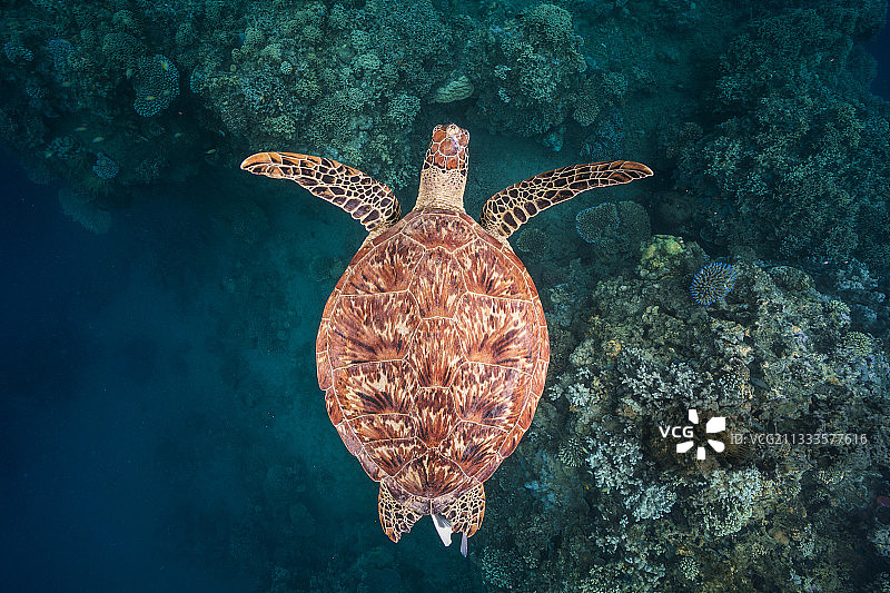 小绿海龟(Chelonia mydas)在恩古加礁上游泳。马约特岛印度洋图片素材