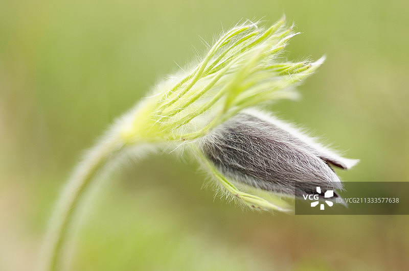法国奥弗涅岩石露头上红色白头翁（红花银莲花）的花蕾图片素材