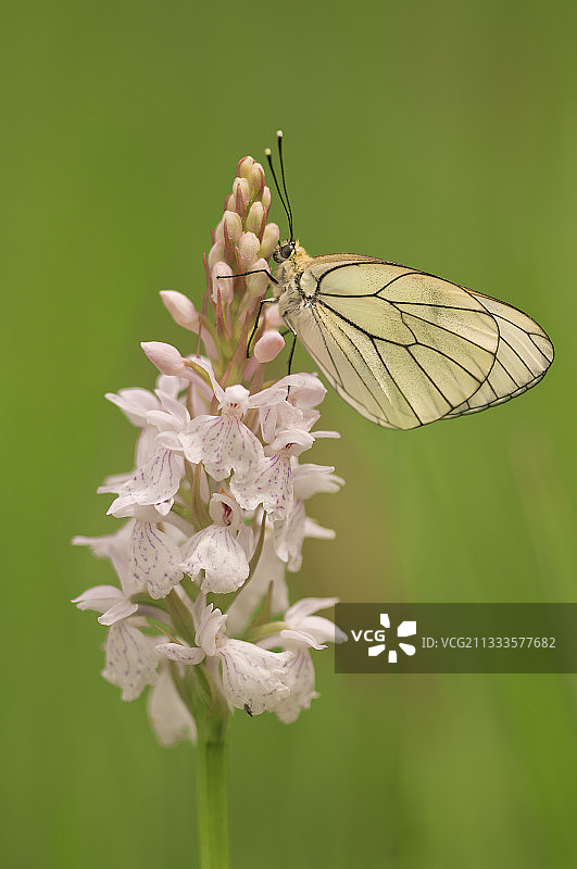 春季在法国奥弗涅阿列省沼泽地里，一只雄性山楂绢蝶停留在斑点 Heath Spotted-orchid 上图片素材