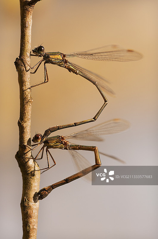 法国瓦尔德阿利埃自然保护区秋日下午交配的绿色翠绿蜻蜓图片素材