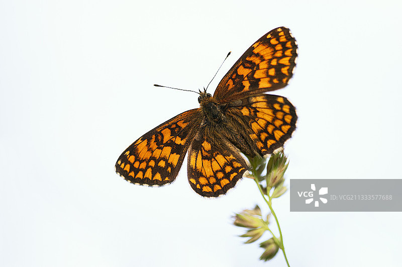 法国奥弗涅阿列省博卡日波旁内夏季潮湿草甸上的石南蛱蝶图片素材