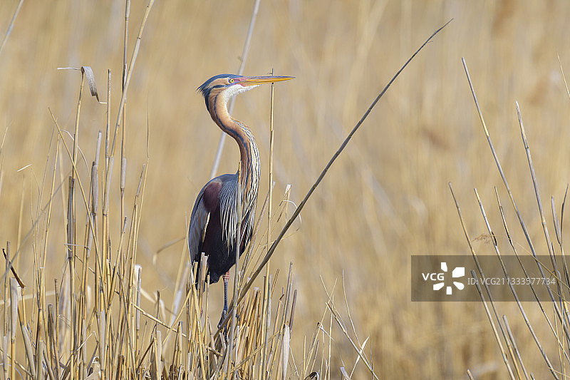 德国巴登-符腾堡州芦苇丛中的紫鹭图片素材
