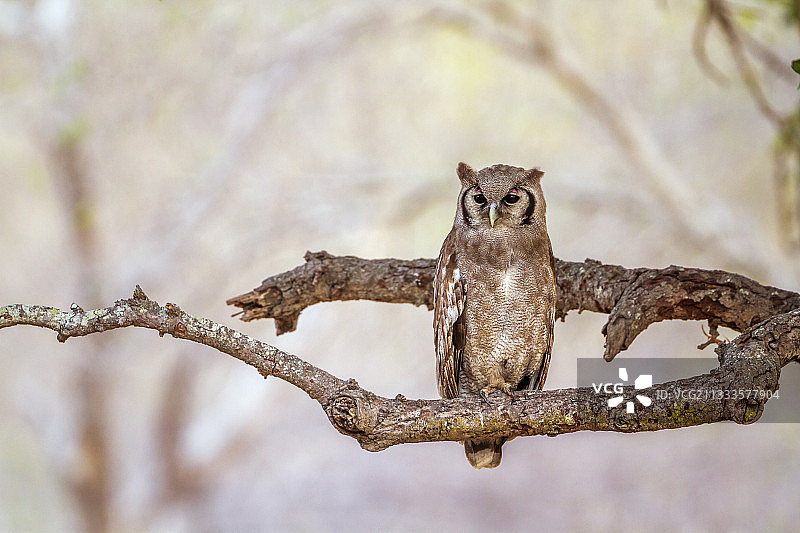 南非克鲁格国家公园里的非洲大雕鸮图片素材