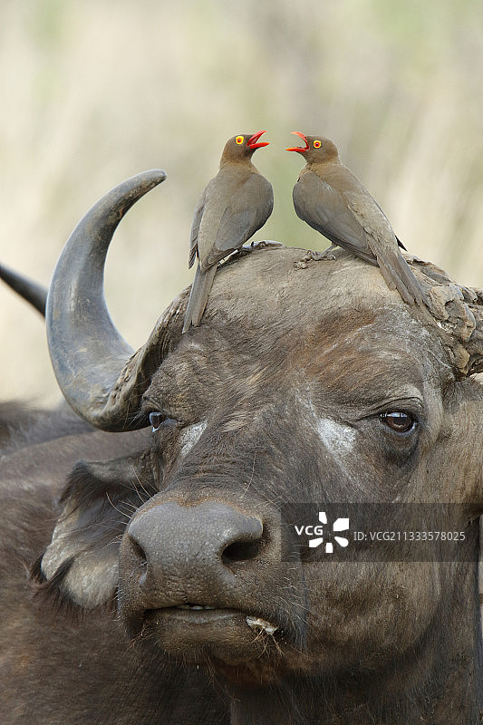 南非，克鲁格，南非，Cape buffalo (Syncerus caffer)图片素材